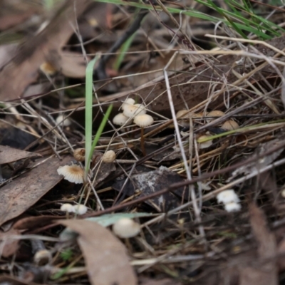 Unidentified Cap on a stem; gills below cap [mushrooms or mushroom-like] at The Pinnacle - 4 Jun 2024 by AlisonMilton