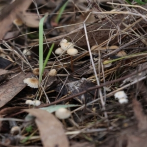 zz agaric (stem; gill colour unknown) at The Pinnacle - 4 Jun 2024