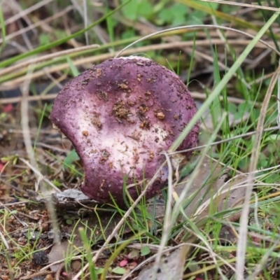 Russula sp. (genus) (Russula) at The Pinnacle - 4 Jun 2024 by AlisonMilton