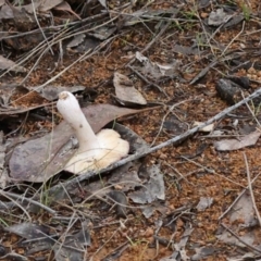 Russula sp. (genus) at The Pinnacle - 4 Jun 2024 11:56 AM