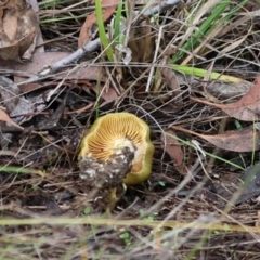 Cortinarius austrovenetus (Green Skinhead) at The Pinnacle - 4 Jun 2024 by AlisonMilton