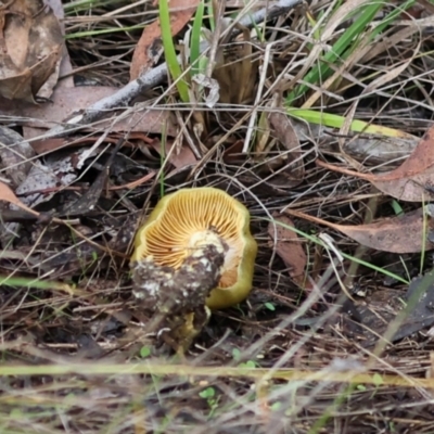 Unidentified Cap on a stem; gills below cap [mushrooms or mushroom-like] at The Pinnacle - 4 Jun 2024 by AlisonMilton