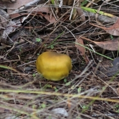 Cortinarius austrovenetus at The Pinnacle - 4 Jun 2024 09:42 PM