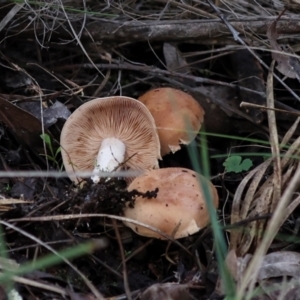 Hebeloma sp. at The Pinnacle - 4 Jun 2024