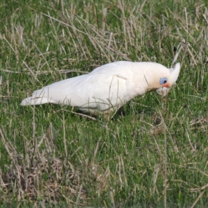 Cacatua sanguinea at Freshwater Creek, VIC - 2 Jun 2024 01:41 PM