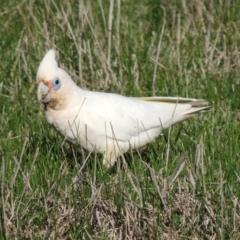 Cacatua sanguinea at Freshwater Creek, VIC - 2 Jun 2024 01:41 PM