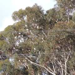 Cacatua sanguinea at Freshwater Creek, VIC - 2 Jun 2024 01:41 PM