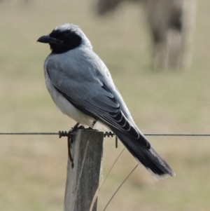 Coracina novaehollandiae at Mount Duneed, VIC - 2 Jun 2024