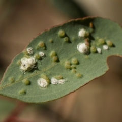 Glycaspis sp. (genus) (Unidentified sugary lerp) at Hawker, ACT - 18 May 2024 by AlisonMilton