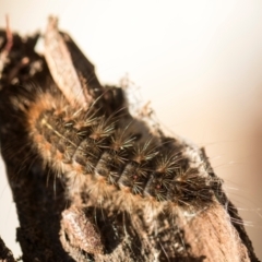 Leptocneria reducta (White Cedar Moth) at Scullin, ACT - 18 May 2024 by AlisonMilton