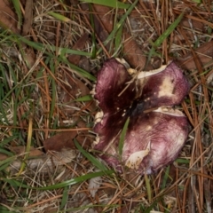 Unverified Cap on a stem; gills below cap [mushrooms or mushroom-like] at Hawker, ACT - 18 May 2024 by AlisonMilton