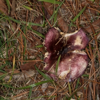Unverified Cap on a stem; gills below cap [mushrooms or mushroom-like] at Hawker, ACT - 18 May 2024 by AlisonMilton