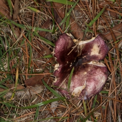 Unidentified Cap on a stem; gills below cap [mushrooms or mushroom-like] at Hawker, ACT - 18 May 2024 by AlisonMilton