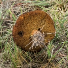 Suillus sp. (A bolete ) at Hawker, ACT - 18 May 2024 by AlisonMilton