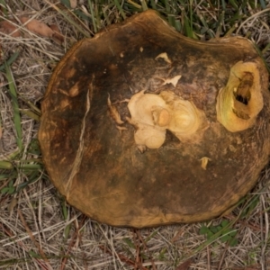 Suillus sp. at Hawker, ACT - 18 May 2024