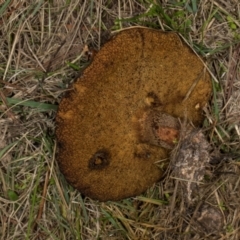 Suillus sp. at Hawker, ACT - 18 May 2024 02:26 PM