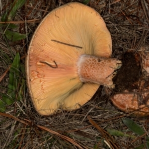 Lactarius deliciosus at Hawker, ACT - 18 May 2024