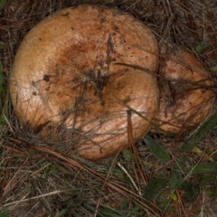 Lactarius deliciosus at Hawker, ACT - 18 May 2024