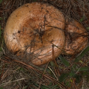 Lactarius deliciosus at Hawker, ACT - 18 May 2024