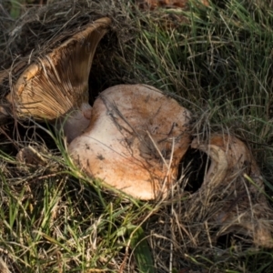 Lactarius deliciosus at Hawker, ACT - 18 May 2024