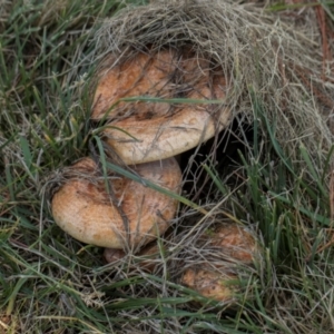 Lactarius deliciosus at Hawker, ACT - 18 May 2024