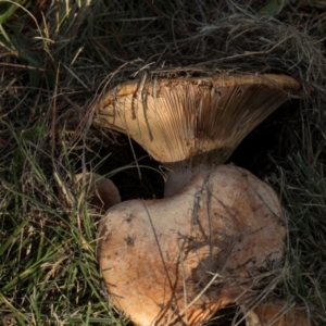 Lactarius deliciosus at Hawker, ACT - 18 May 2024