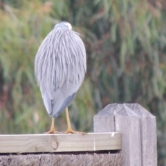 Egretta novaehollandiae (White-faced Heron) at Fyansford, VIC - 2 Jun 2024 by WendyEM