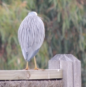 Egretta novaehollandiae at Fyansford, VIC - 2 Jun 2024 08:49 AM