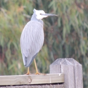 Egretta novaehollandiae at Fyansford, VIC - 2 Jun 2024 08:49 AM