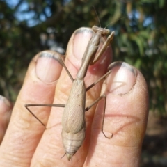 Pseudomantis albofimbriata (False garden mantis) at Herne Hill, VIC - 3 Jun 2024 by WendyEM