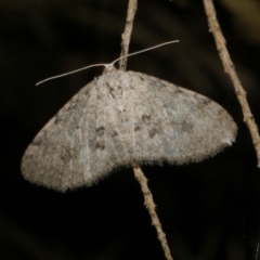 Poecilasthena scoliota (A Geometer moth (Larentiinae)) at WendyM's farm at Freshwater Ck. - 4 Jun 2024 by WendyEM