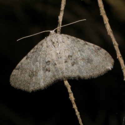 Poecilasthena scoliota (A Geometer moth (Larentiinae)) at WendyM's farm at Freshwater Ck. - 4 Jun 2024 by WendyEM