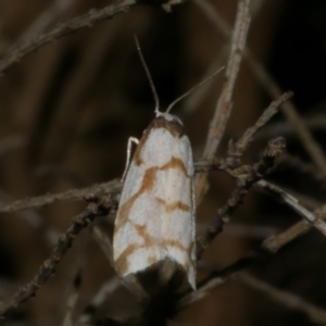 Chiriphe dichotoma at WendyM's farm at Freshwater Ck. - 4 Jun 2024 10:15 PM