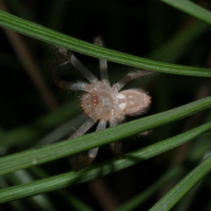 Neosparassus diana at WendyM's farm at Freshwater Ck. - 4 Jun 2024 10:26 PM