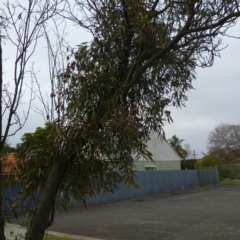 Amyema miquelii (Box Mistletoe) at Hamlyn Heights, VIC - 3 Jun 2024 by WendyEM