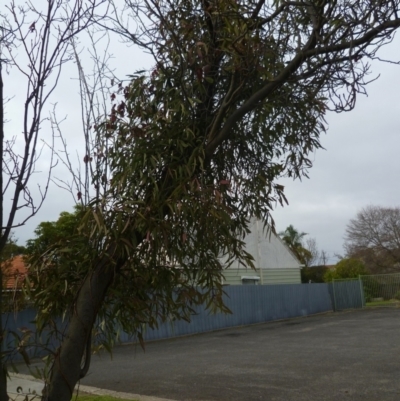 Amyema miquelii at Hamlyn Heights, VIC - 3 Jun 2024 by WendyEM