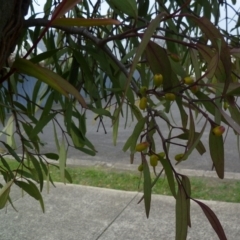 Amyema miquelii at Hamlyn Heights, VIC - 4 Jun 2024 09:28 AM