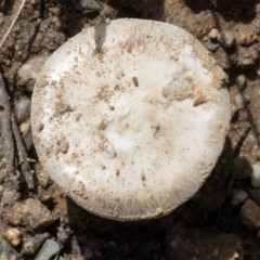 Amanita sp. (Amanita sp.) at Glen Allen, NSW - 18 Jan 2024 by AlisonMilton