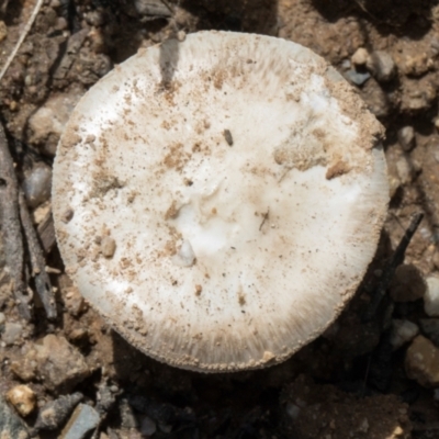 Amanita sp. (Amanita sp.) at Glen Allen, NSW - 17 Jan 2024 by AlisonMilton