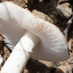 Amanita sp. at Glen Allen, NSW - 18 Jan 2024