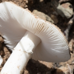 Amanita sp. at Glen Allen, NSW - 18 Jan 2024