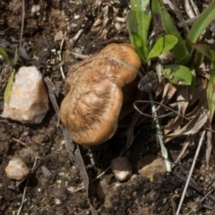 Unverified Cap on a stem; gills below cap [mushrooms or mushroom-like] at Glen Allen, NSW - 18 Jan 2024 by AlisonMilton