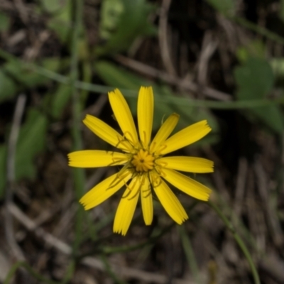 Unidentified Daisy at Glen Allen, NSW - 17 Jan 2024 by AlisonMilton