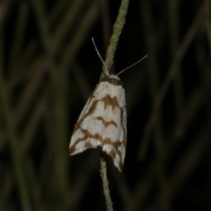 Chiriphe dichotoma at WendyM's farm at Freshwater Ck. - 5 Jun 2024 09:48 PM