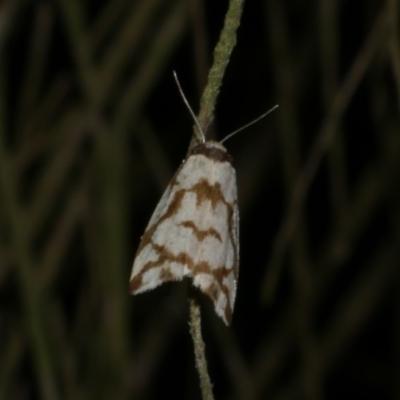 Chiriphe dichotoma (Reticulated Footman) at WendyM's farm at Freshwater Ck. - 5 Jun 2024 by WendyEM