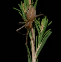 Cheiracanthium sp. (genus) (Unidentified Slender Sac Spider) at WendyM's farm at Freshwater Ck. - 5 Jun 2024 by WendyEM