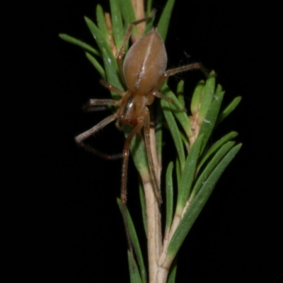 Cheiracanthium sp. (genus) (Unidentified Slender Sac Spider) at WendyM's farm at Freshwater Ck. - 5 Jun 2024 by WendyEM