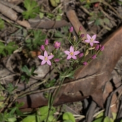 Centaurium sp. (Centaury) at Glen Allen, NSW - 18 Jan 2024 by AlisonMilton
