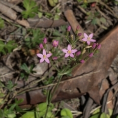 Centaurium sp. (Centaury) at Glen Allen, NSW - 17 Jan 2024 by AlisonMilton