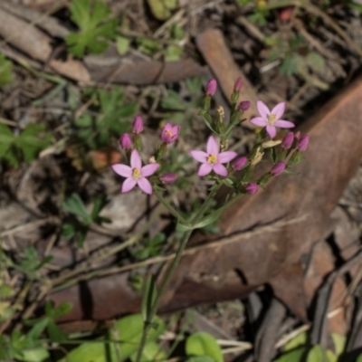 Centaurium sp. (Centaury) at Glen Allen, NSW - 17 Jan 2024 by AlisonMilton